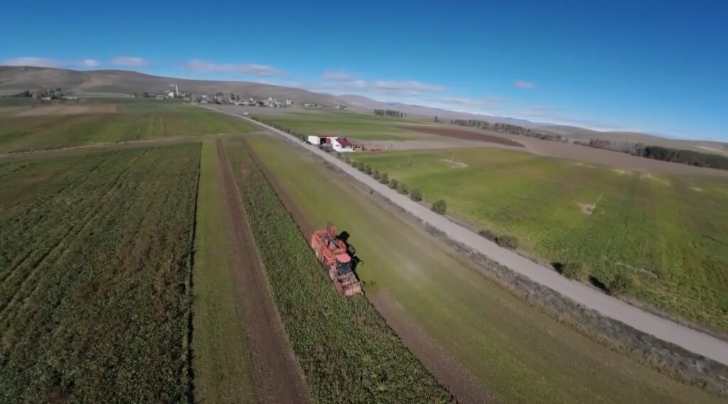 On s’attend à une récolte de plus de 250 000 tonnes de betteraves sucrières cultivées sur une superficie de 50 000 décars à Bayburt.