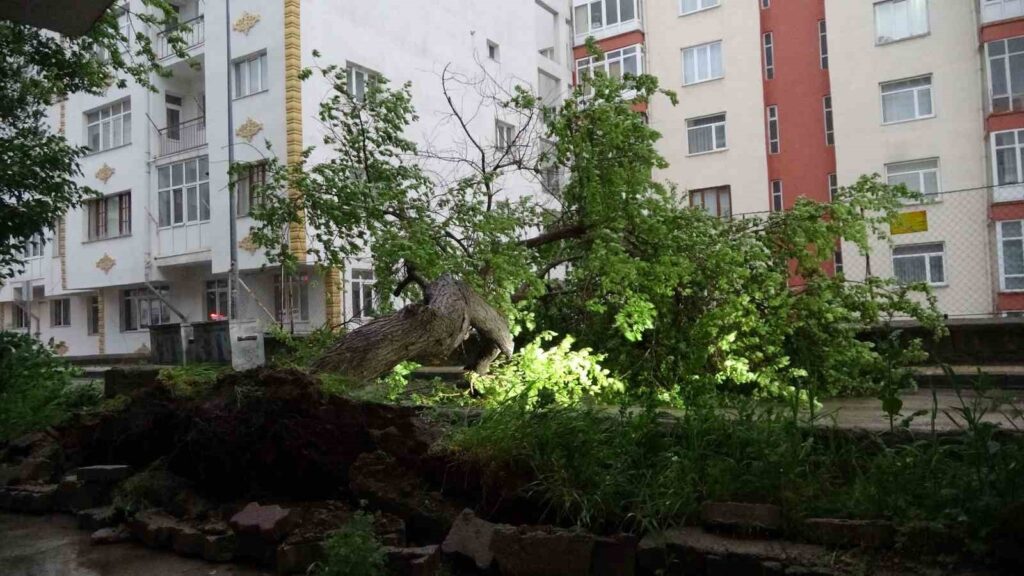 A Yozgat un albero di albicocche è caduto durante una tempesta di vento violenta, i frutti sono stati raccolti