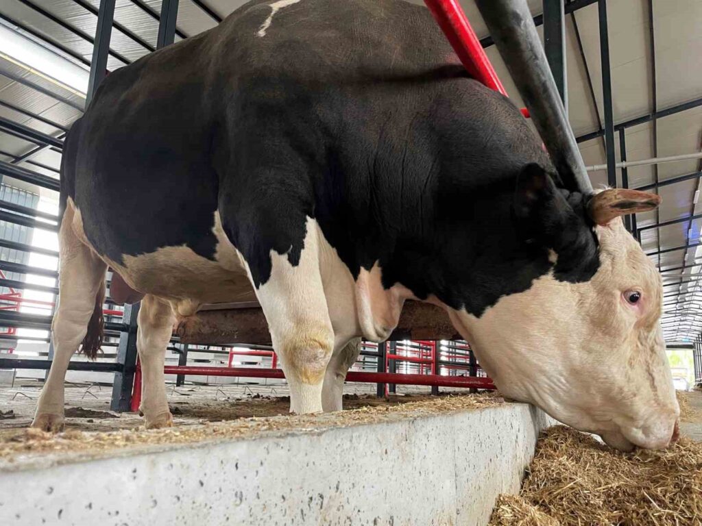 A Sakarya in vendita il gigantesco toro ‘Paşa’ a 750 mila TL