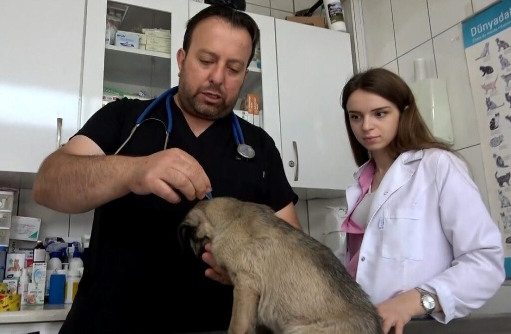 Esperti: Avvertimento agli Proprietari di Animali Domestici sulle Zecche
