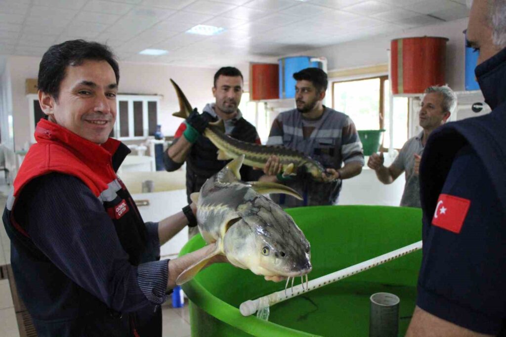 Mobilitazione per la produzione di pesce mersin ad Amasya