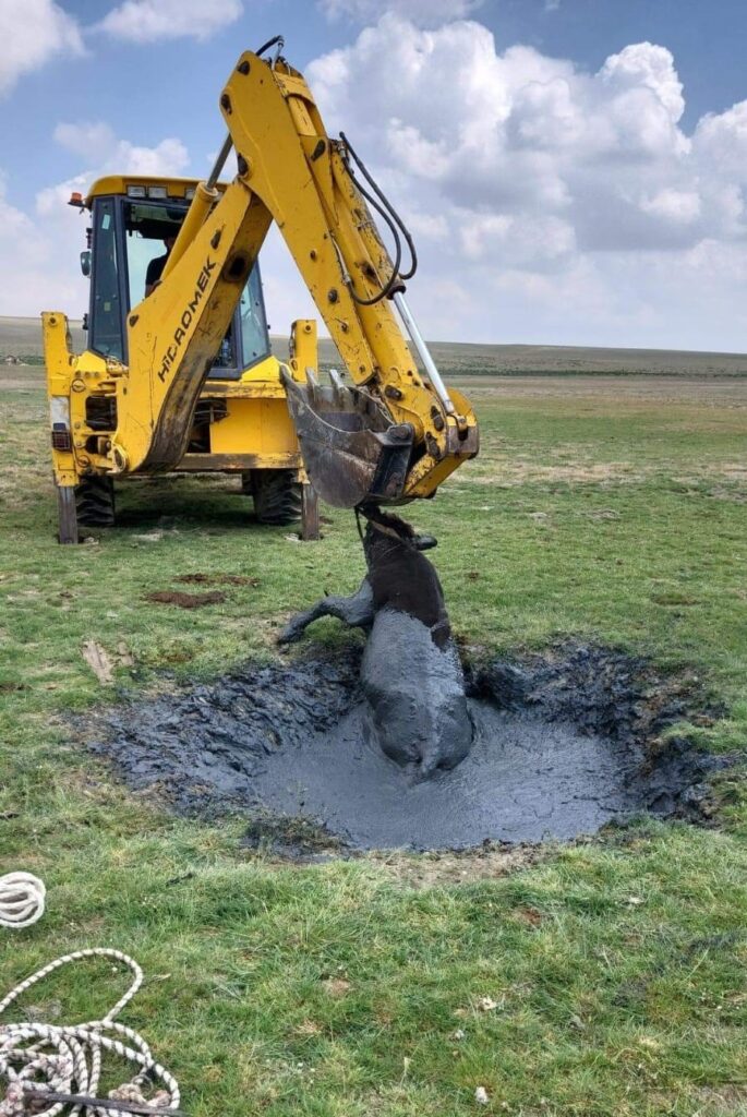 Mucca salvata dopo essere rimasta bloccata nel fango a Kulu