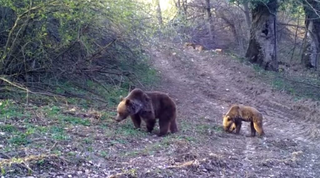Una femmina di lince e il suo cucciolo sono stati catturati nella fototrappola nella Foresta di Bursa!