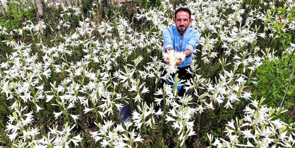 Fiore di Akzambak: la preziosa pianta di Tokat