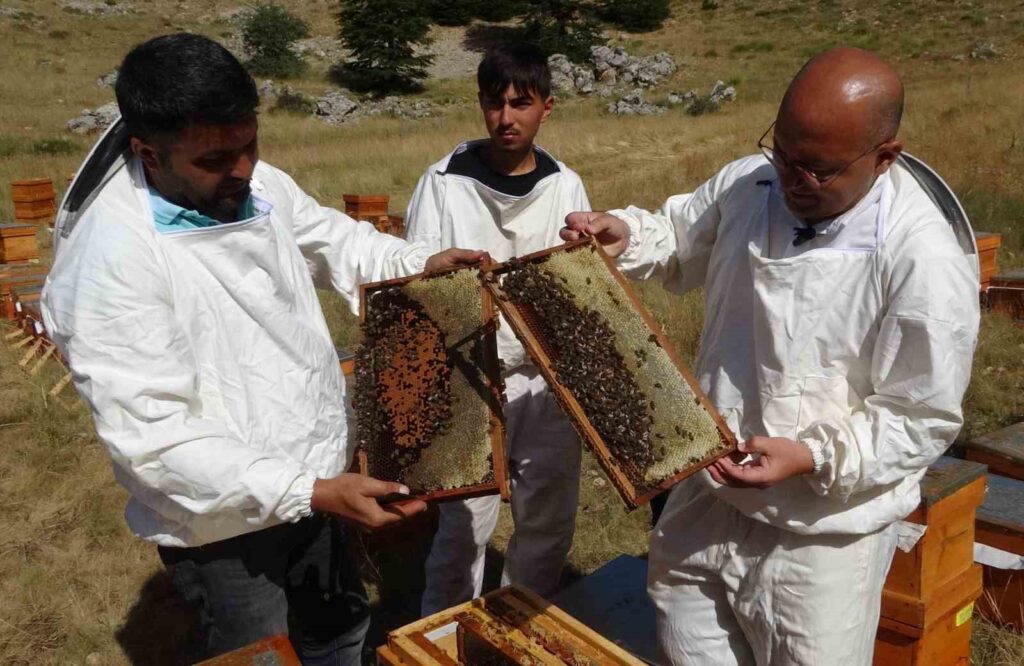 A Mersa, è stata raccolta la miele di cedro.