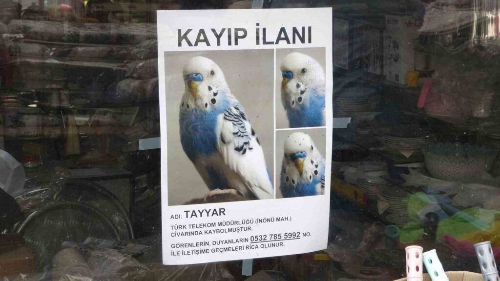Le speranze non svaniscono per il pappagallo scomparso a Trabzon