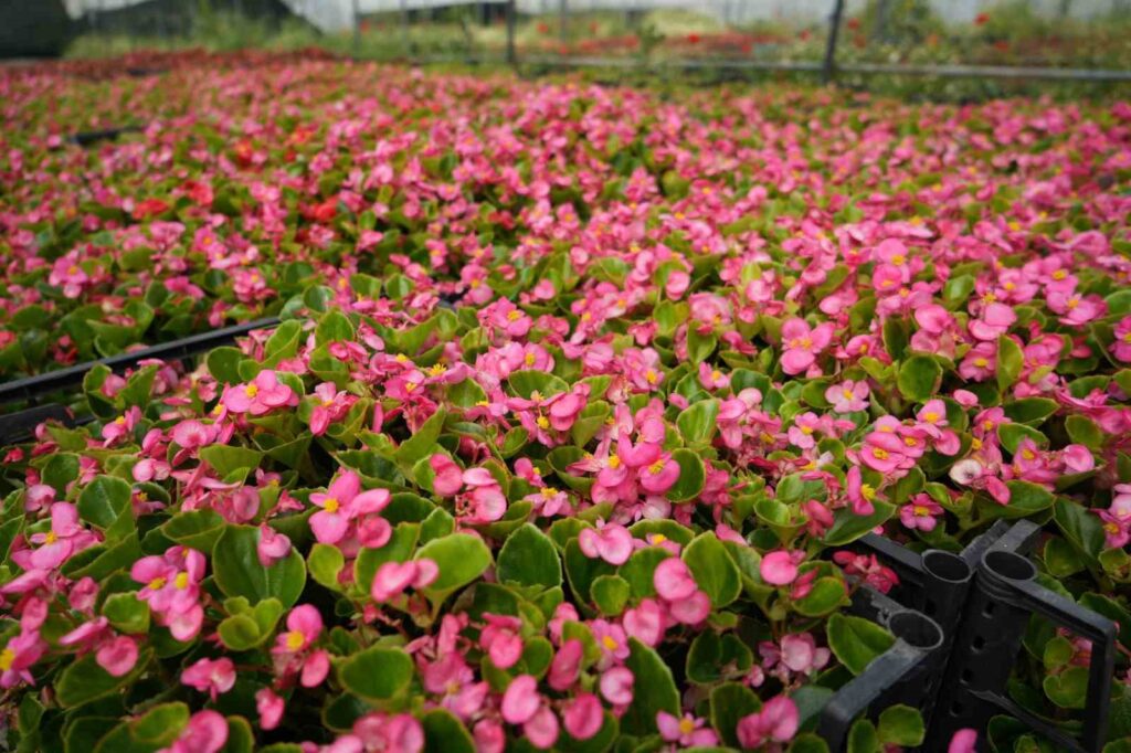 Produzione di piante ornamentali ad alta quota a Bursa