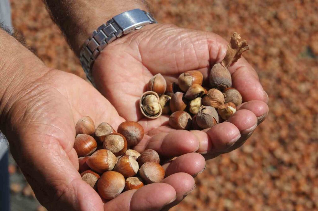 I produttori di nocciole di Ordu stanno combattendo contro il punteruolo marrone.