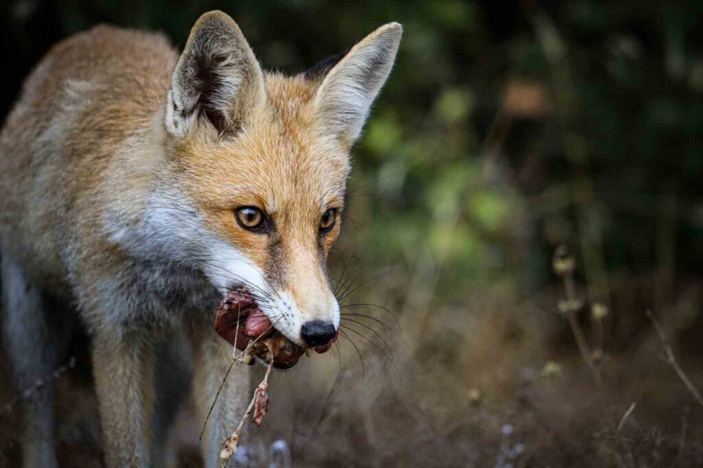 L’evento inaspettato vissuto dal fotografo naturalista con la volpe