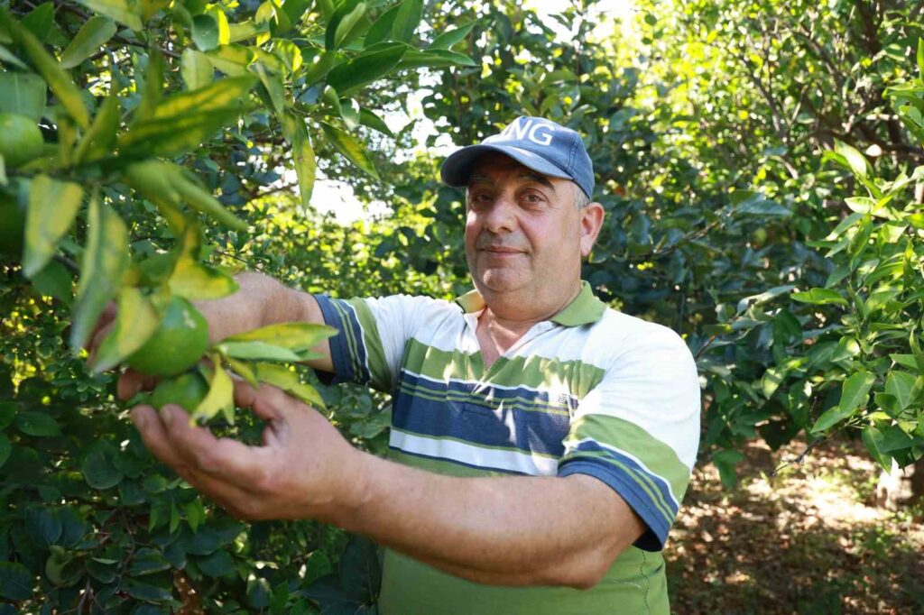 Raccolta delle Mandarini ad Hatay: La Dura Lotta degli Agricoltori