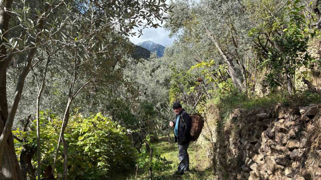 Il periodo di raccolta delle olive a Yusufeli è iniziato con entusiasmo.