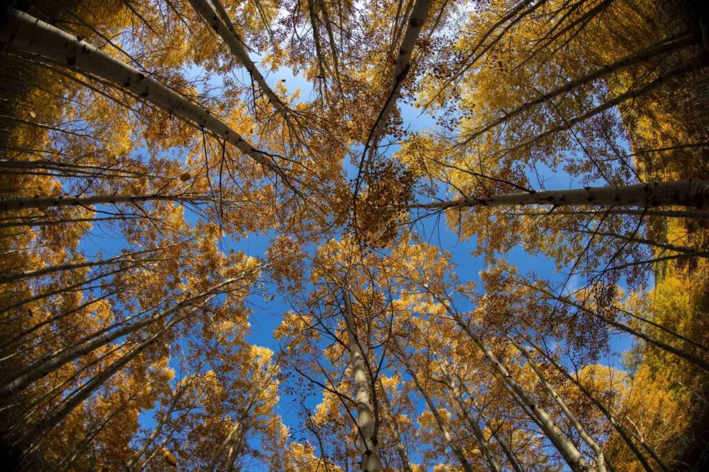 Invito del Sindaco di Hacılar Bilal Özdoğan alle Foreste di Ortaseki