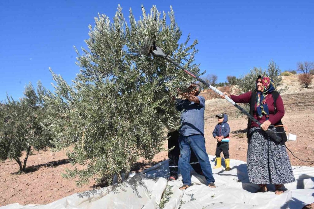 La raccolta delle olive è iniziata con entusiasmo a Gaziantep.