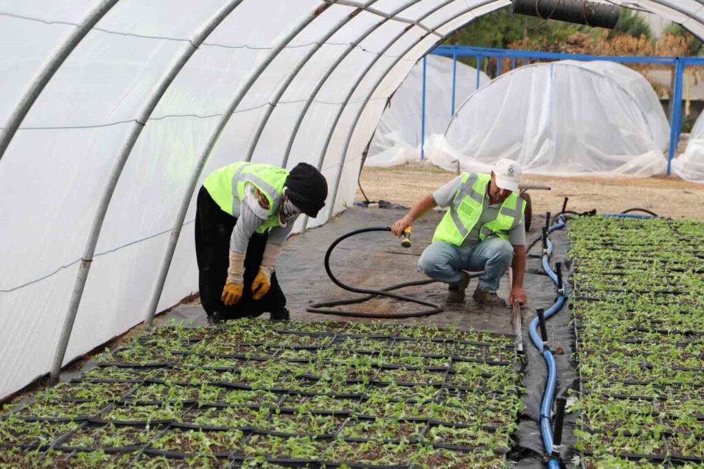 Produzione di fiori invernali e il ruolo delle donne dal Comune di Diyarbakır.