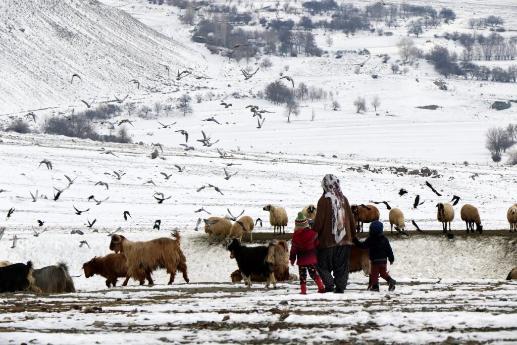 In Erzincan, the project “I Have Plenty of Reasons to Live in My Village” increased the livestock of 179 producers