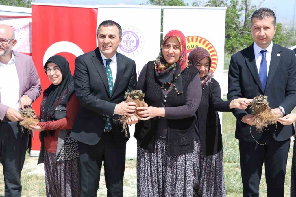 Women are Producing Strawberries in Burdur
