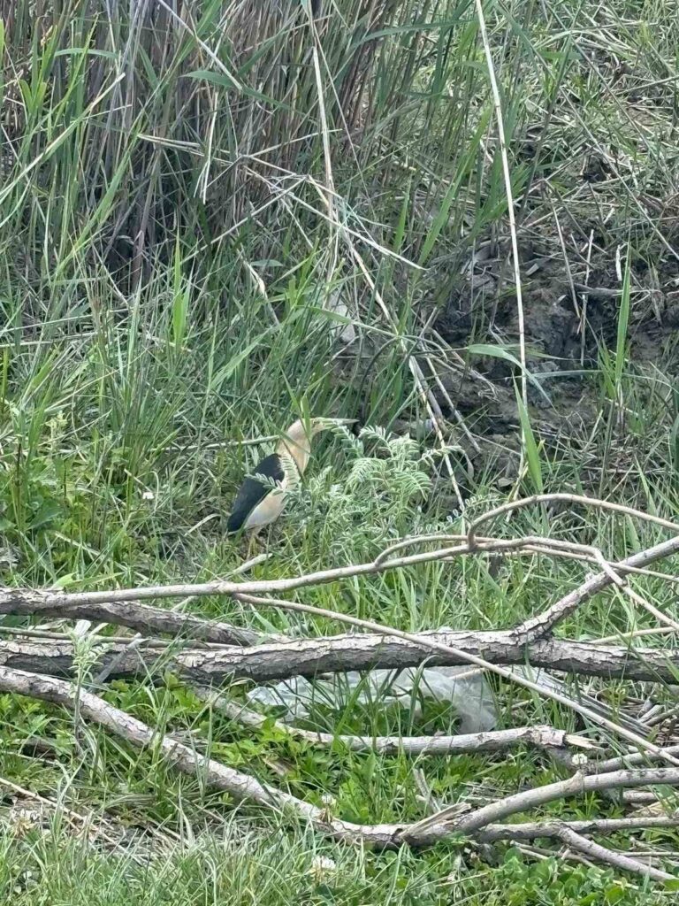 A Balaban bird was spotted in the Divrigi district of Sivas