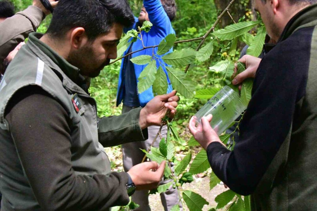 Biological control continues against gall wasps that reduce the yield of chestnuts in the Black Sea region