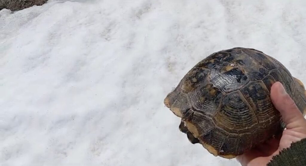 Davut Kaya: Saved the Tortoise Trapped in the Mountain