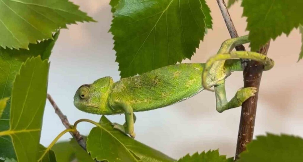 Erzurum Wholesale Fruit and Vegetable Market: Chameleon Adventure