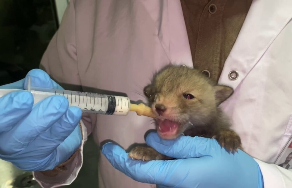 Fox Cubs Protected in Erzurum