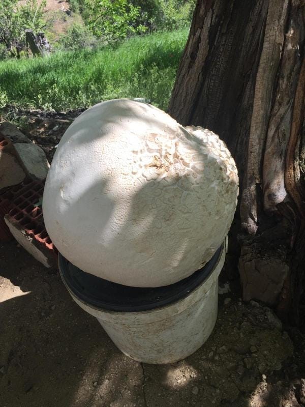 Giant Mushroom Found in Elazığ!