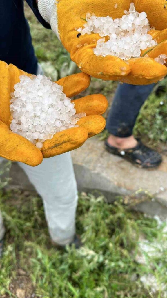 Hailstorm Damaging Apricot Orchards in Elazığ