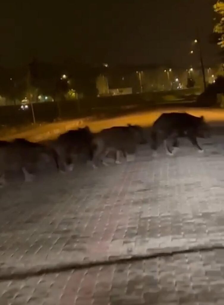 Herd of Wild Boars Struggling with Hunger in Zonguldak and Devrek
