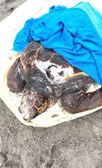 Injured Sea Turtle Rescued in Alanya
