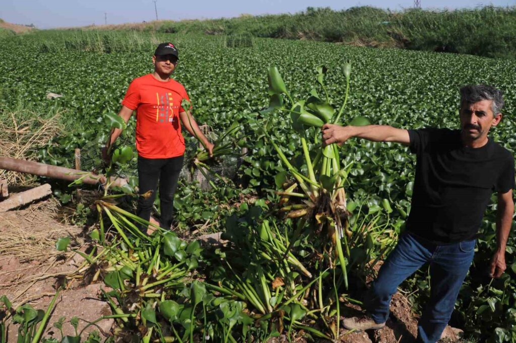 Invasive water hyacinths have virtually made the Orontes River invisible