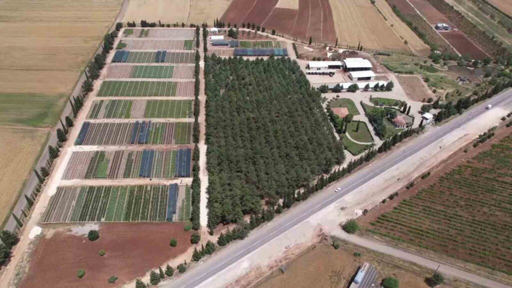 Nearly 1 million saplings are produced annually
