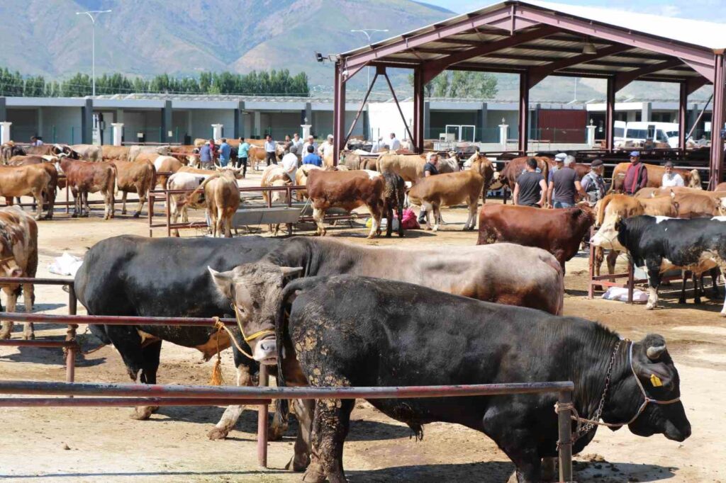 Pay attention to these when choosing a sacrificial animal