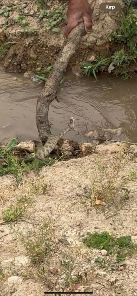 Poisonous viper snake spotted in Elazığ