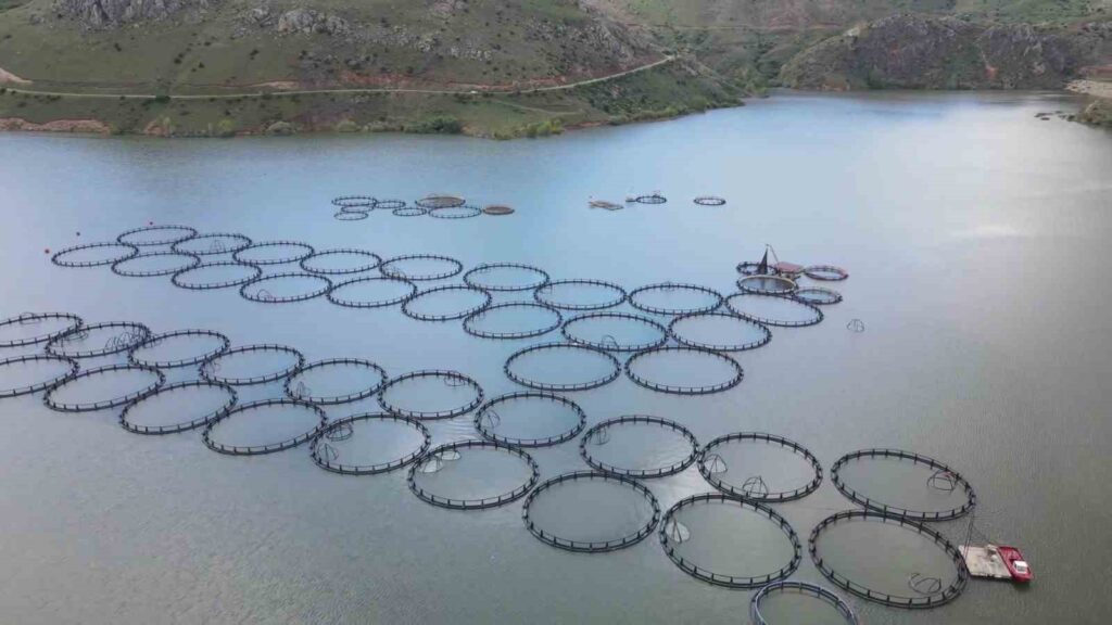 Production is carried out in 150 cages at Tercan Dam