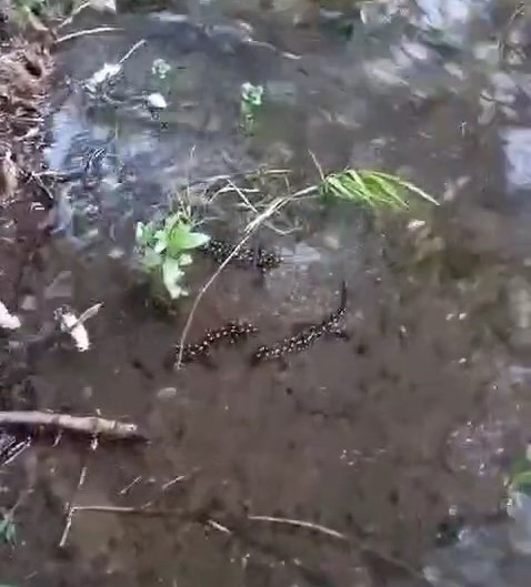 Protected Yellow-spotted Salamanders were spotted in Elazığ