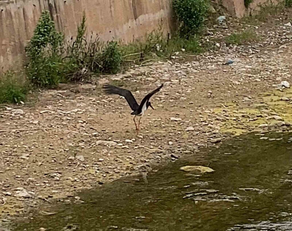 Rare Black Stork Spotted in Cankiri