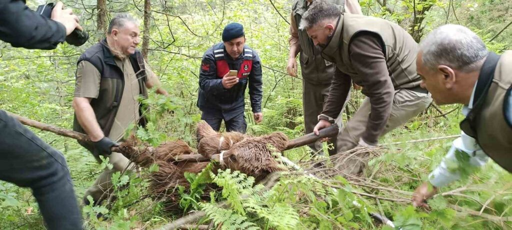 Rescue Operation for Injured Bear in Uludağ