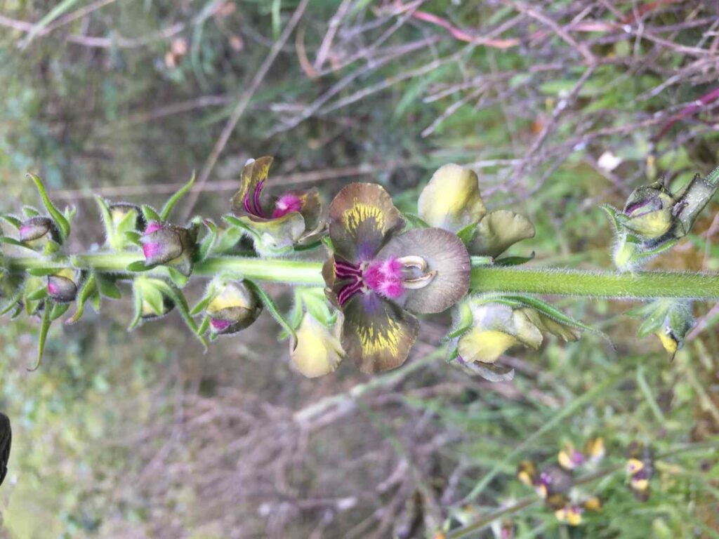Riva Sığırkuyruğu plant has been reintegrated into the life cycle through the Biodiversity Project
