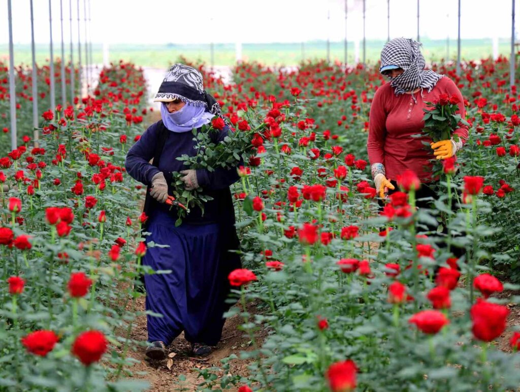 Rose Harvest Intensity in Adana