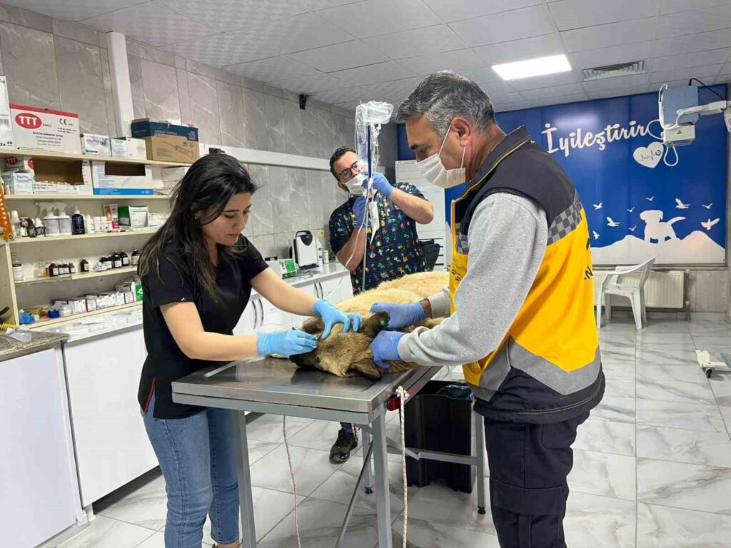 Social Support for the Street Dog in Adıyaman