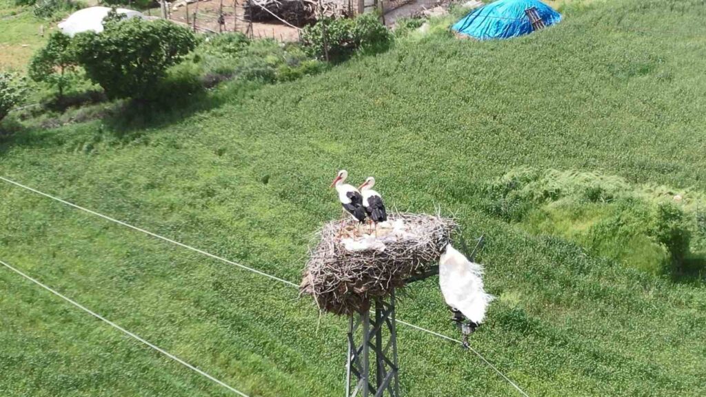 Storks’ Nests on the Kahta-Sincik Highway
