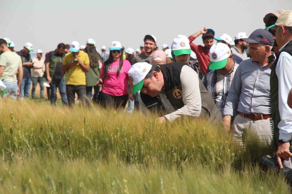 Successful Trial Planting of New Products at Ceylanpınar Agricultural Enterprises Directorate