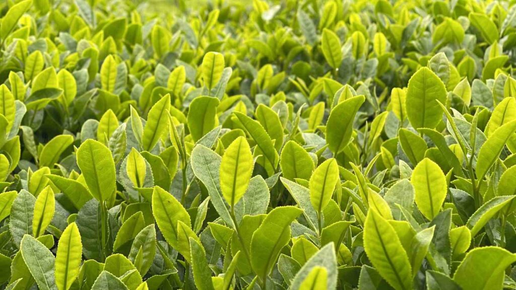 Tea Season and Preparations of Producers