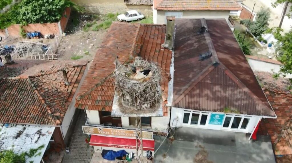 The Stork Settled in the Village of Naip in Tekirdağ for 20 Years