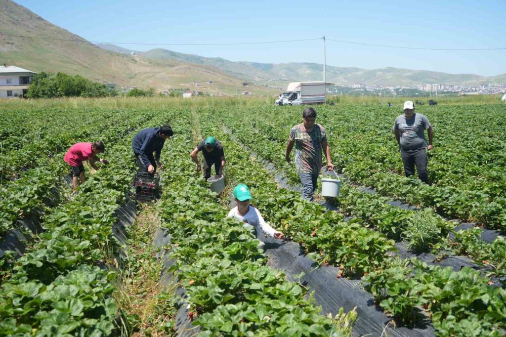 A contribution of 1.5 million TL was made to the economy from the first harvest