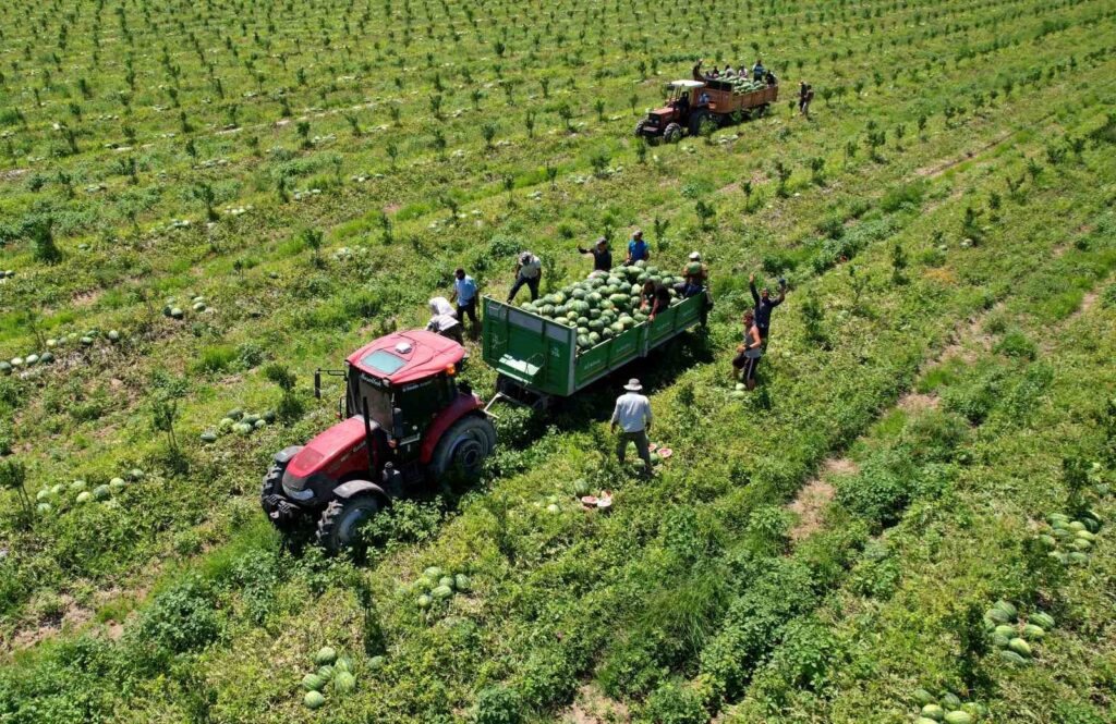 Adana watermelon gets a boost from ‘EURO 2024’