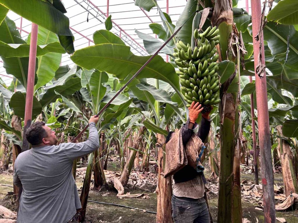Bountiful harvest in earthquake zone: Bananas are finding buyers at 32 TL per kilogram from greenhouses