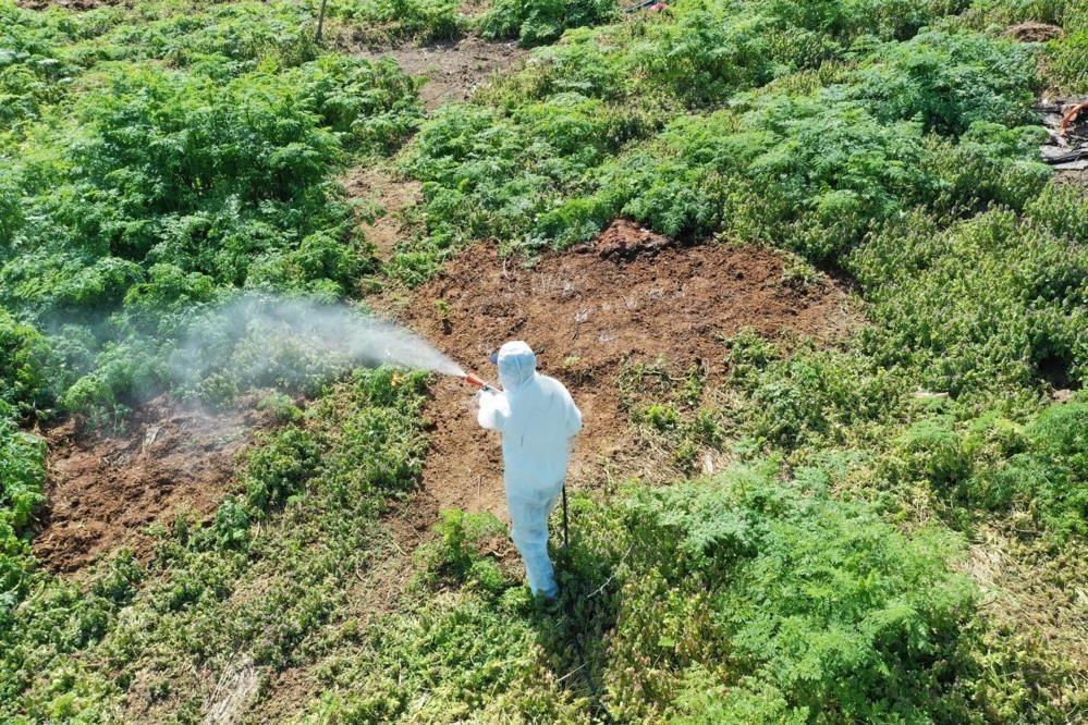 Expert warned against insects that emerge in extreme heat