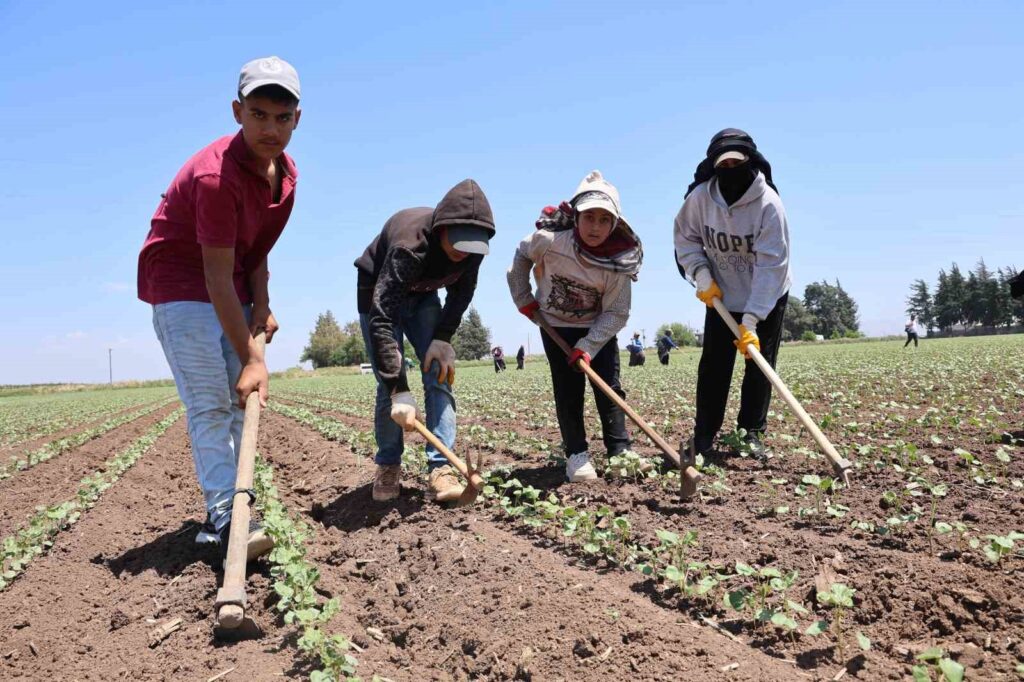 Hard hoeing work in the journey of cotton to thread in the Amik Plain