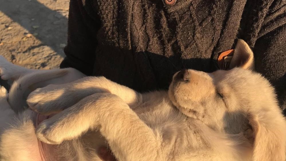 Hot weather can make pets depressed